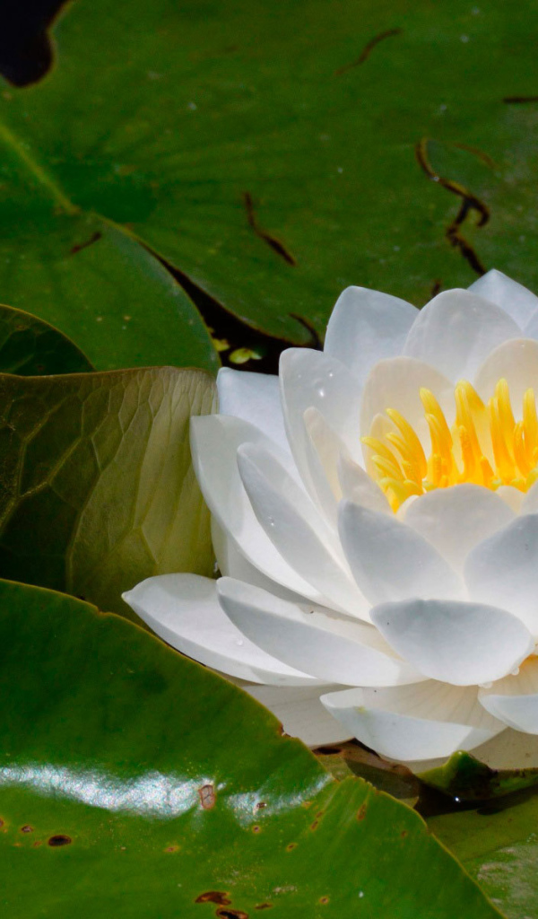 Цветок нимфея