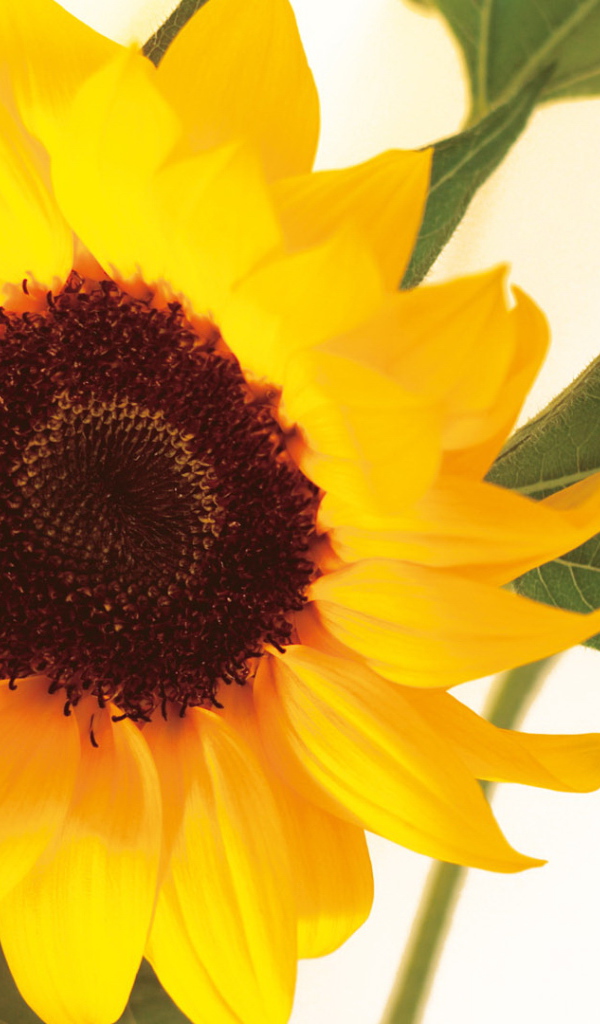 Цветок подсолнуха