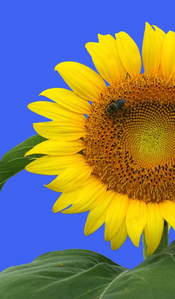 Цветочек подсолнуха