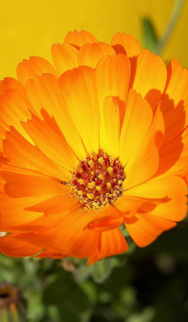 В саду красивые цветы календула