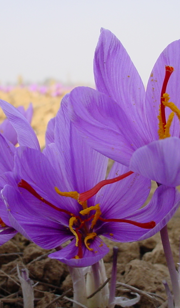 Цветы шафран 