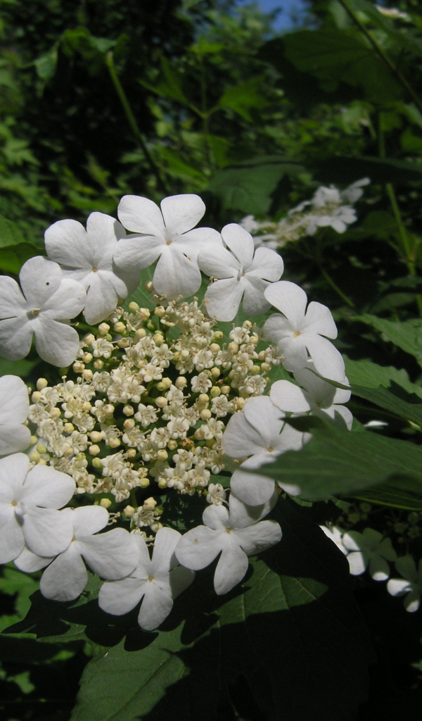 Растение резуха