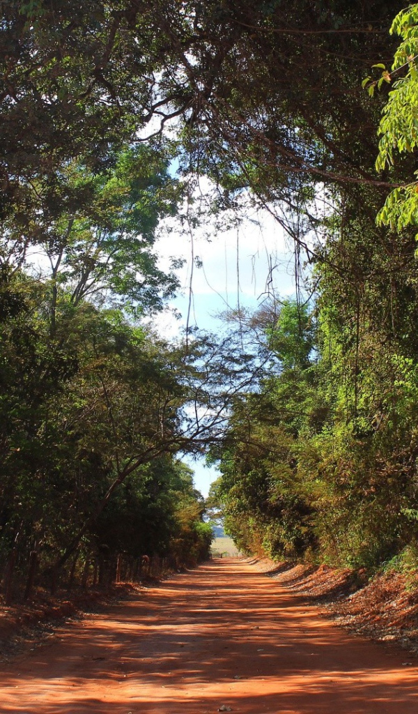 Аллея в лесу