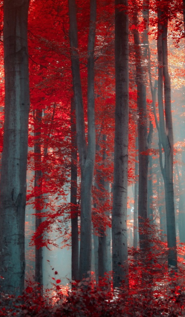 Осенний лес