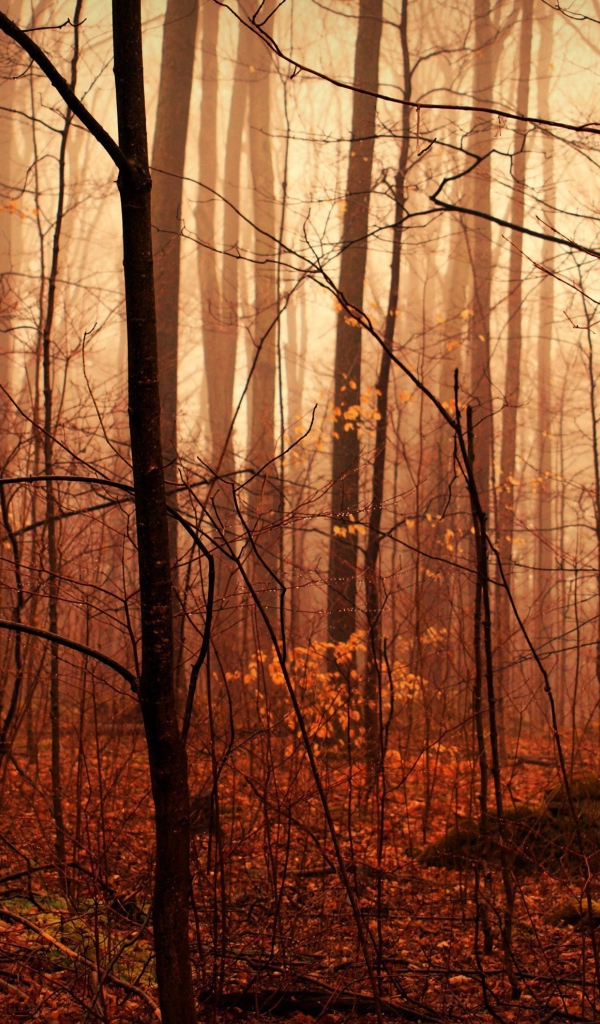 Осенний лес в тумане