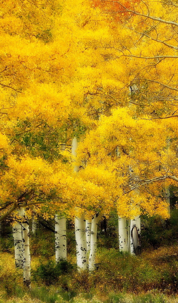 Осень в березовой роще