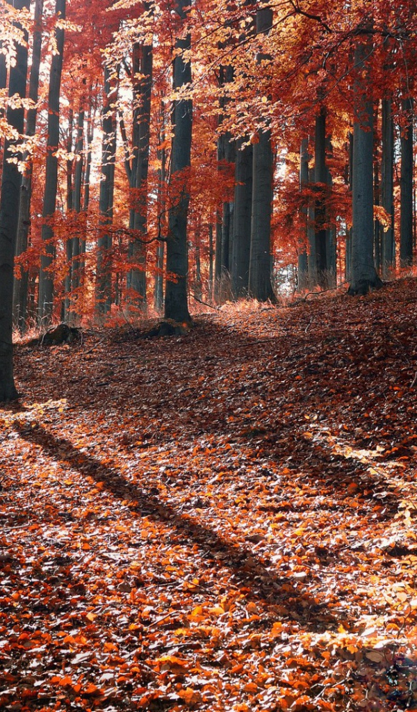 Осень в лесу