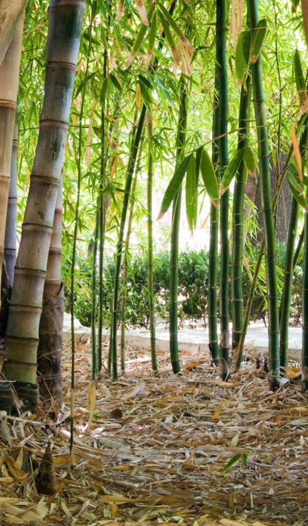 Бамбук на дикой природе