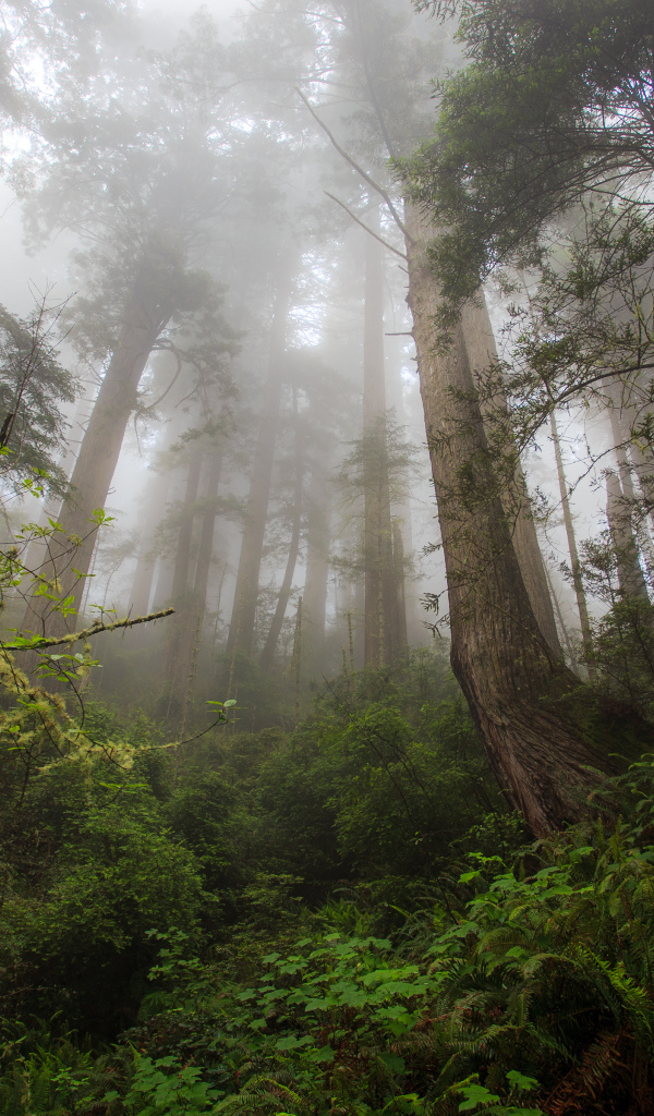 Красивый лес в тумане