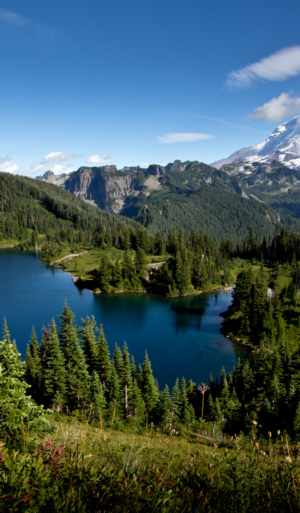 Красивые горные леса