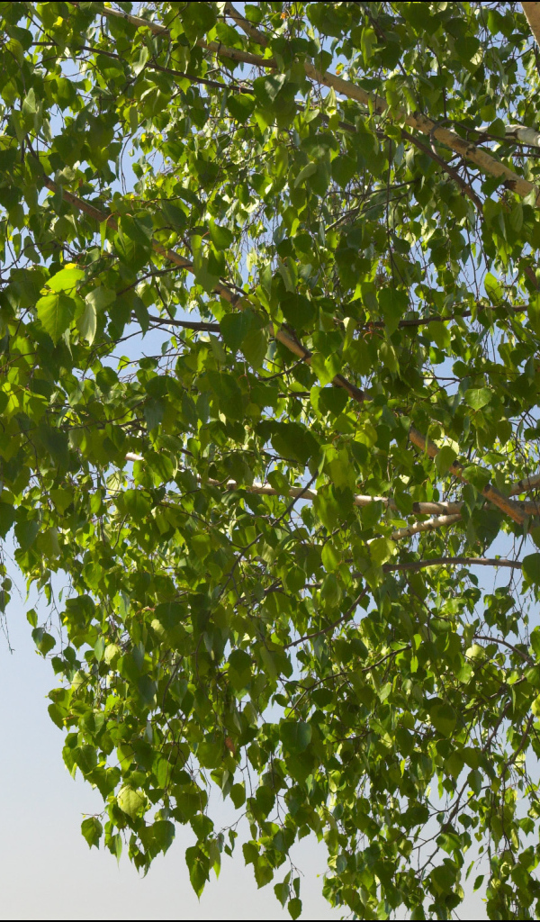 Береза на фоне неба