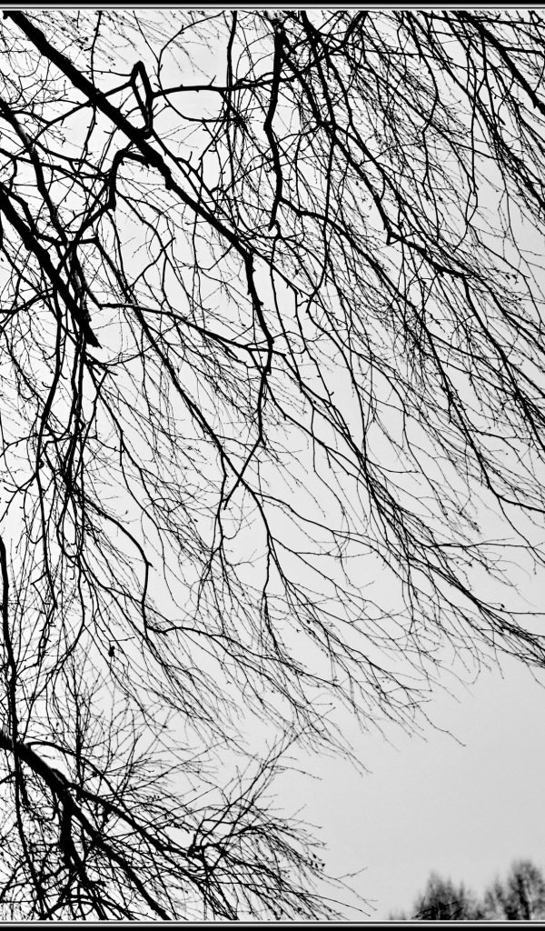 Береза зимой