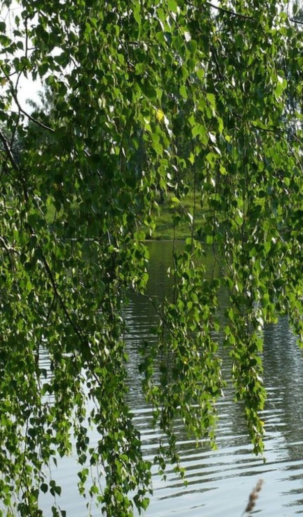 Береза на берегу реки