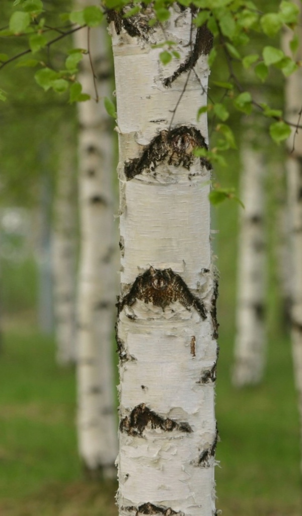 Березовая роща