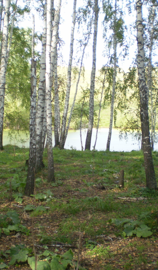 Березовая роща у озера