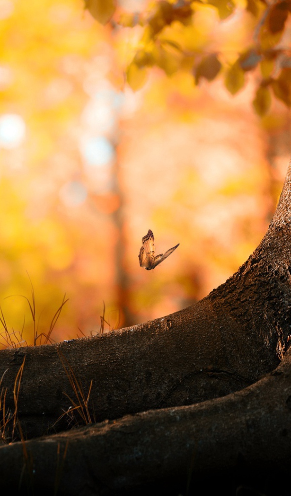 Лес бабочек