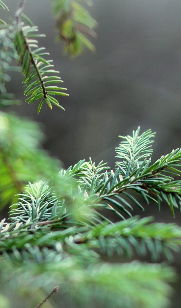 Ветки елки