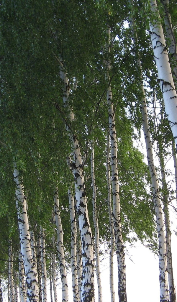 Кроны березовых деревьев