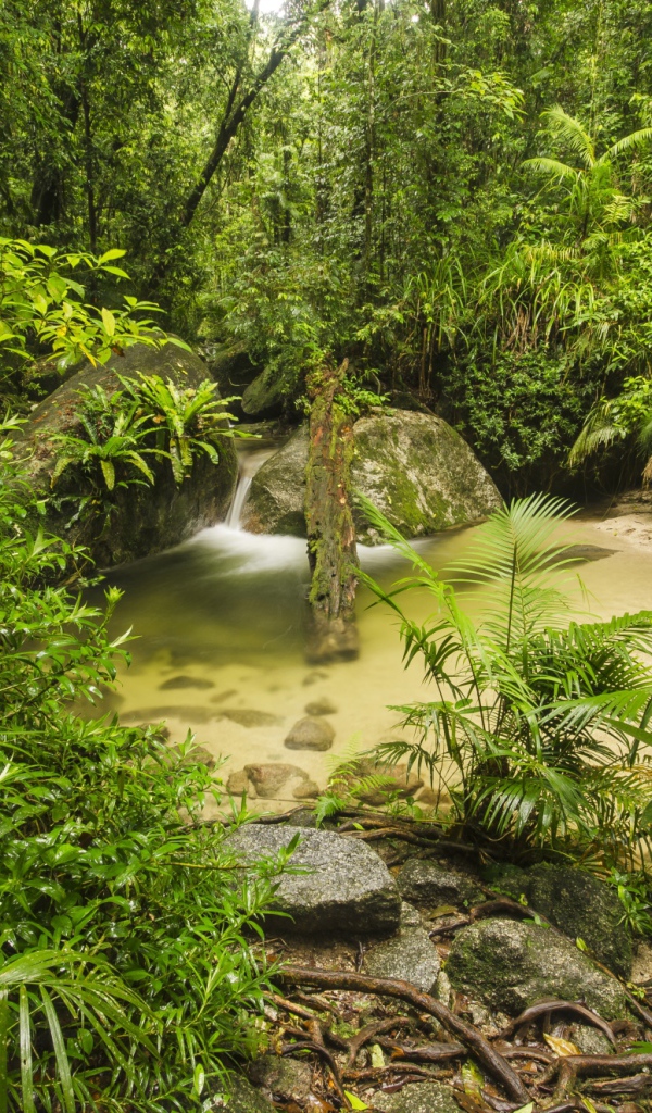 Густой тропический лес