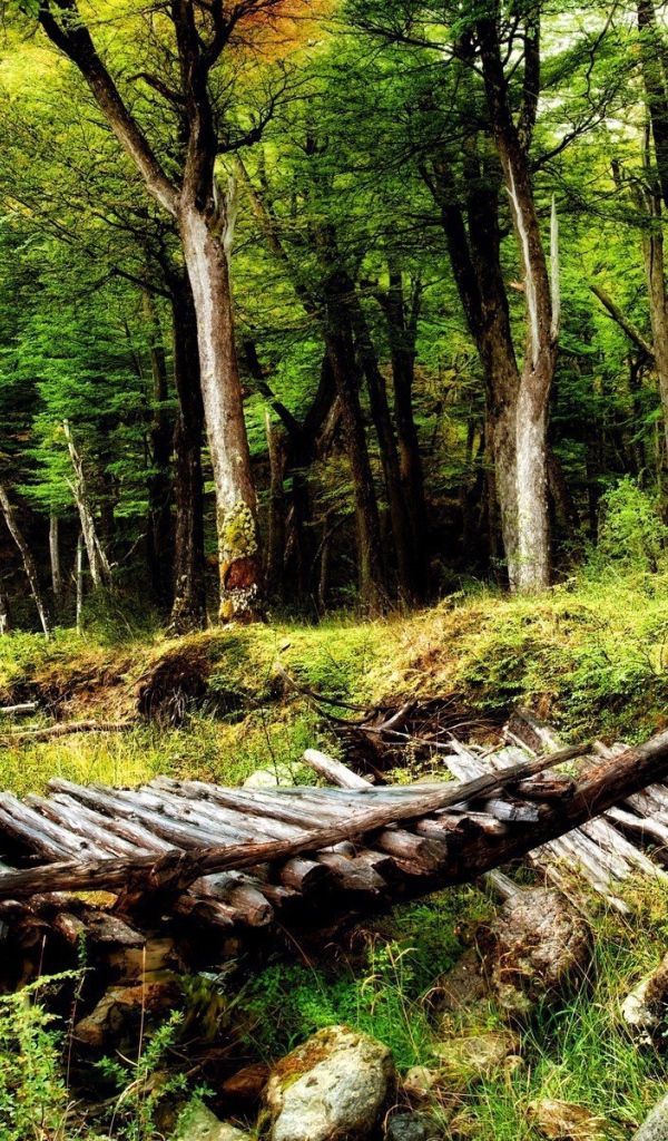 Разрушенный деревянный мост