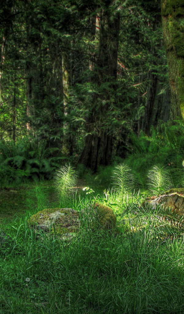 Лесная поляна с камнями