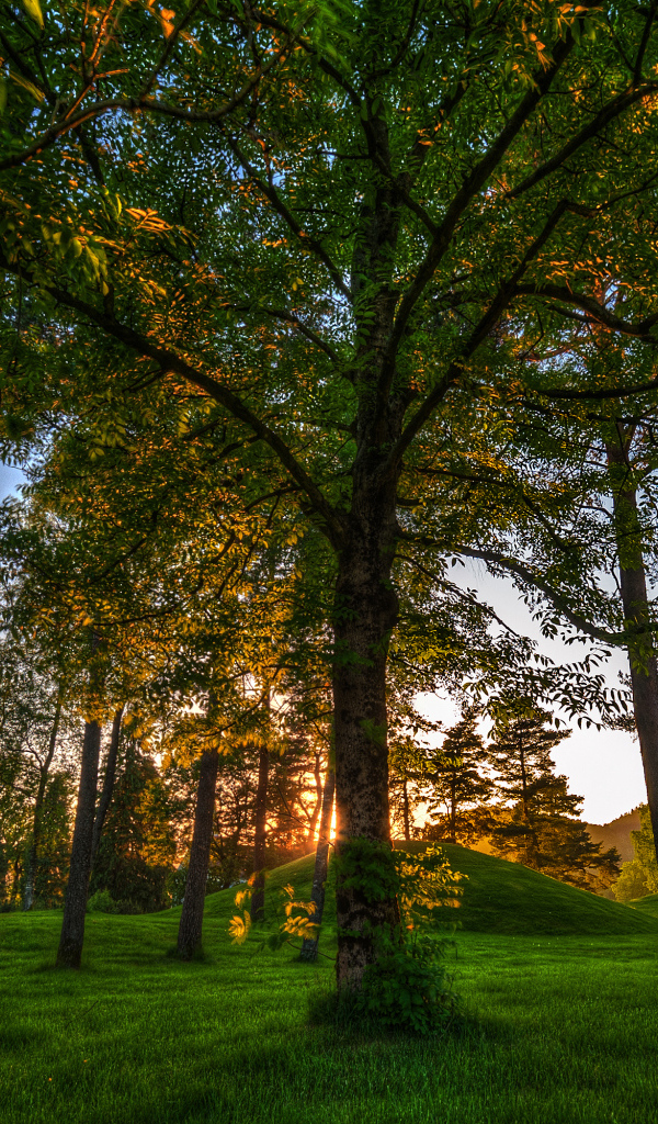 Лес в Норвегии