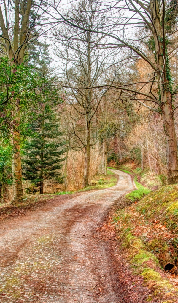 Мрачный лес осенью