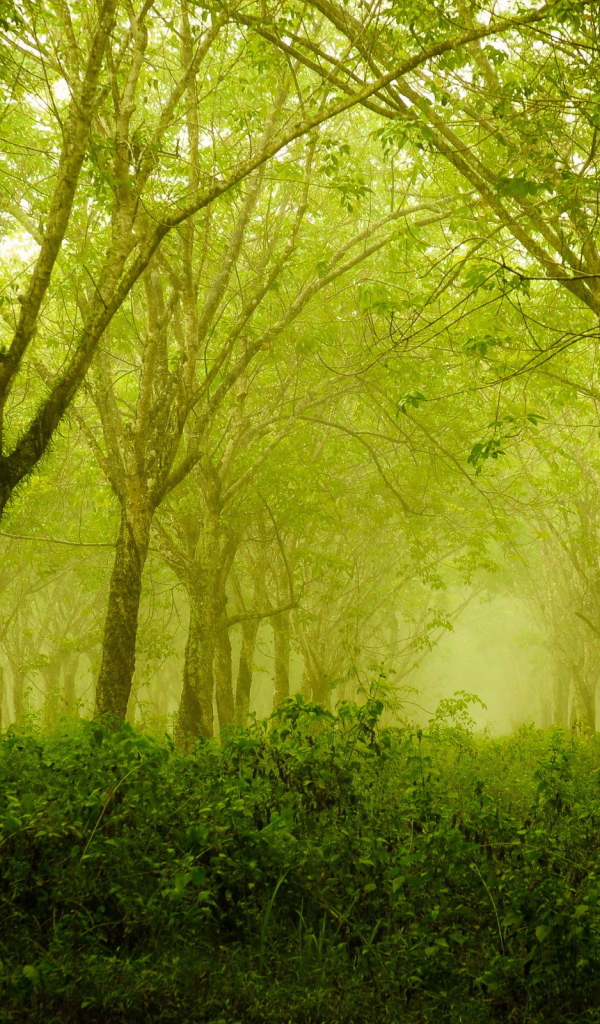 Зеленый летний сад