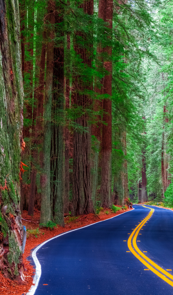 Шоссе среди леса