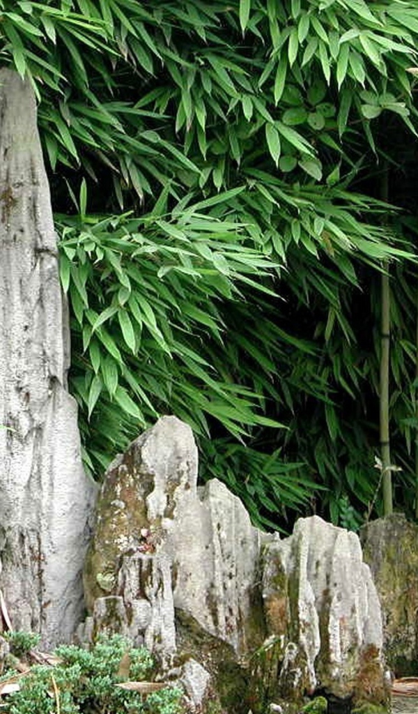 Японский бамбуковый лес