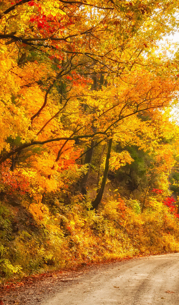 Глубокая осень в лесу