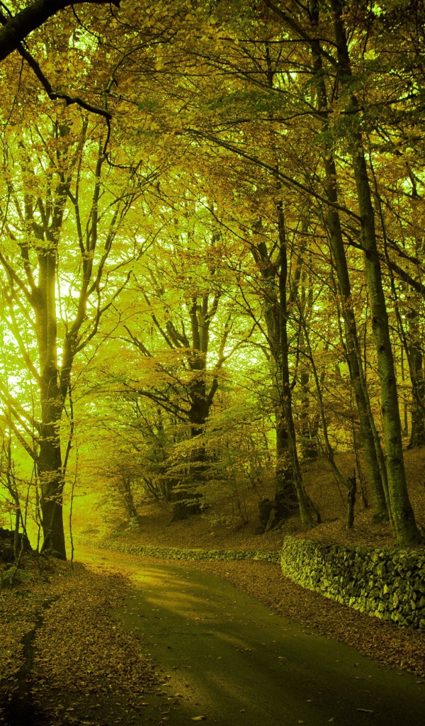 Свет пробивается через лесную чащу