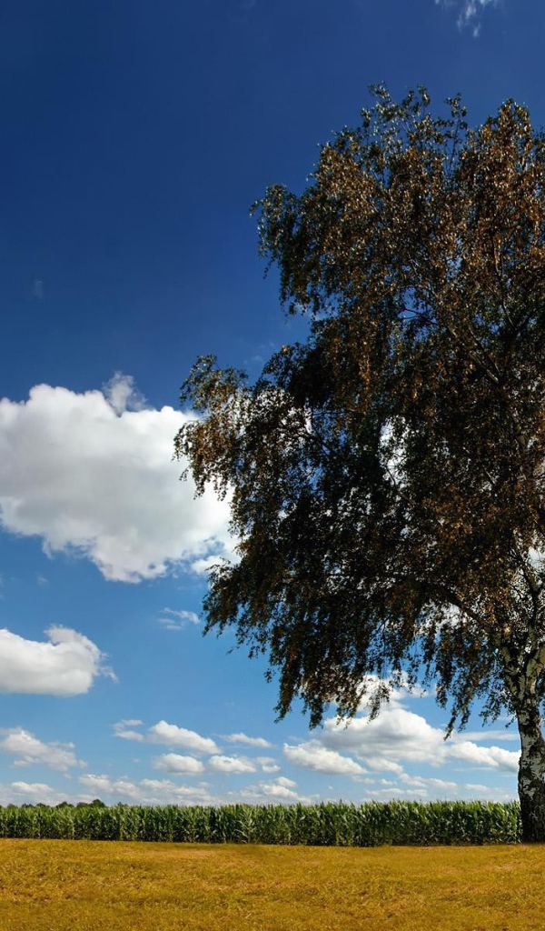 Одинокая береза