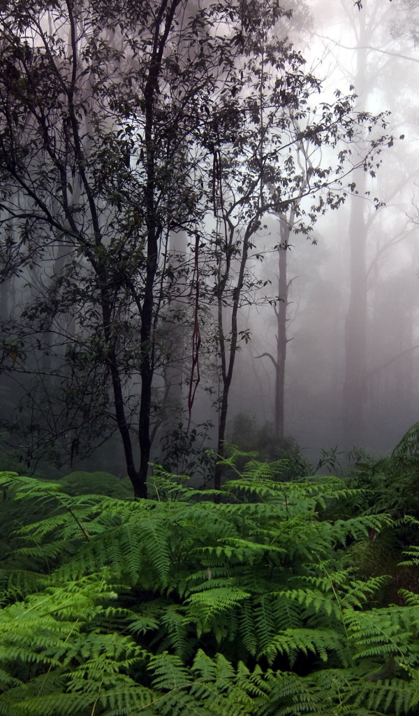 Утренний туман в лесу