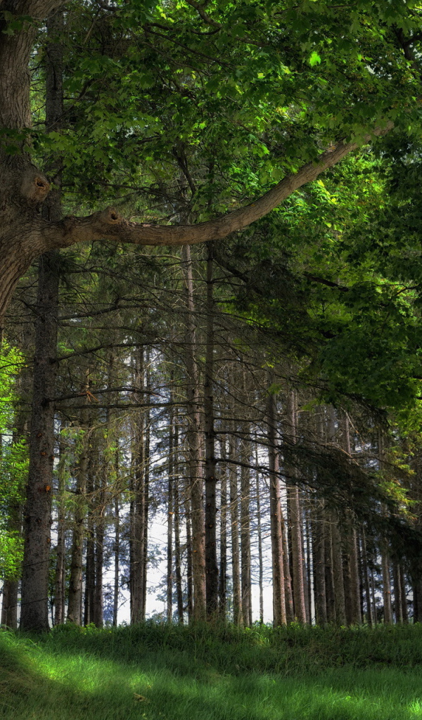 Дубовый лес