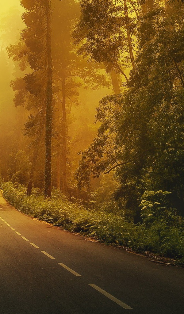 Дорога в лесу