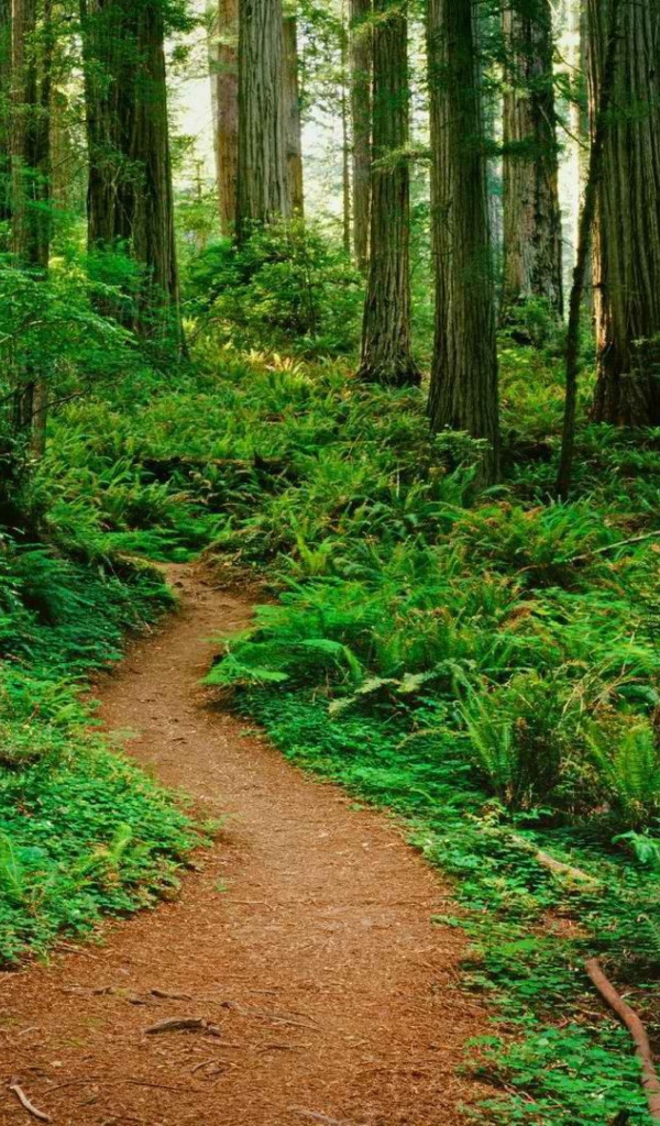 Тропинка в лесу