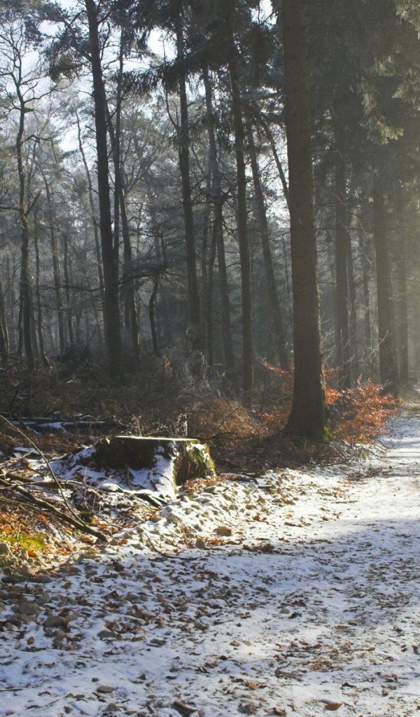 Дорога в лесу покрытая снегом