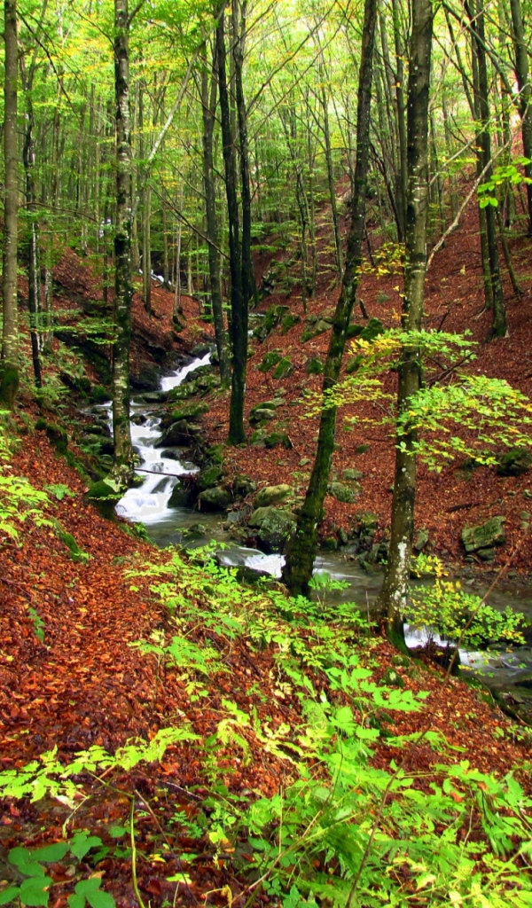 Быстрый ручей в лесу