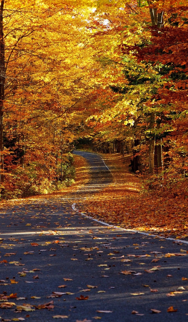 Дорога в осеннем лесу