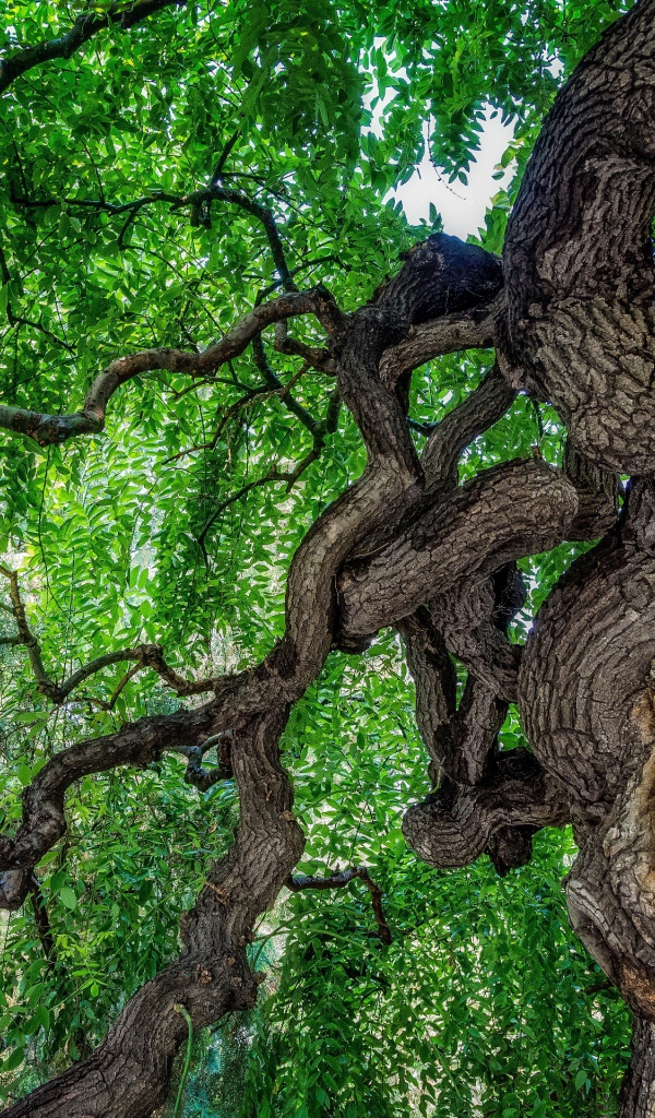 Сильно изогнутое дерево в лесу