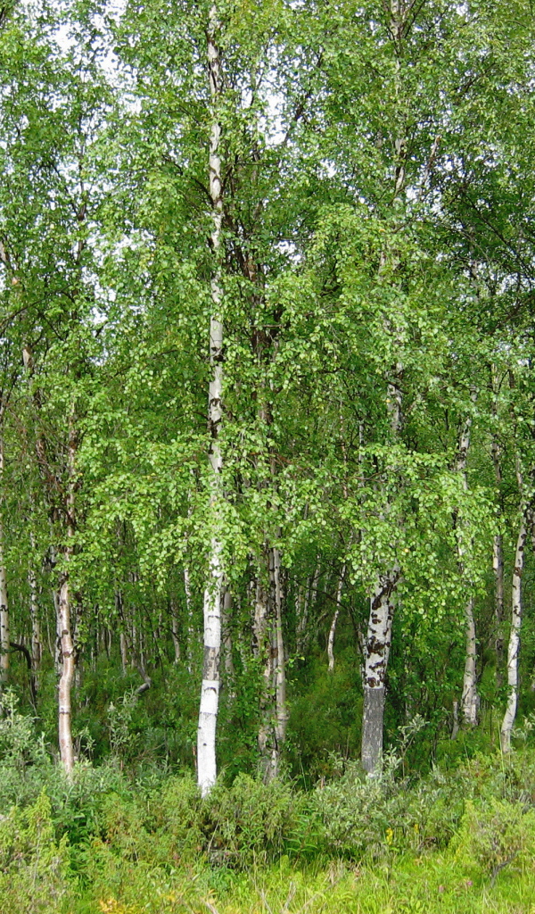 Летняя березовая роща