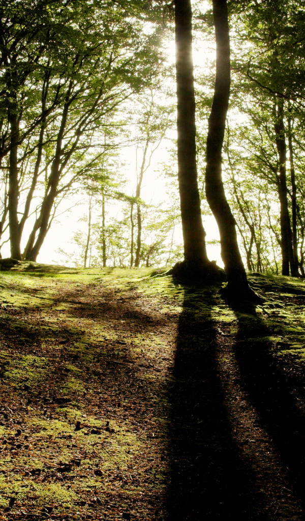 Солнечные лучи пробиваются сквозь деревья