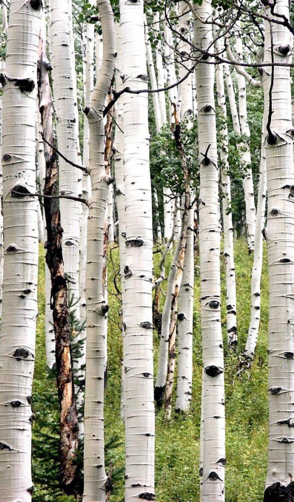 Белая береза