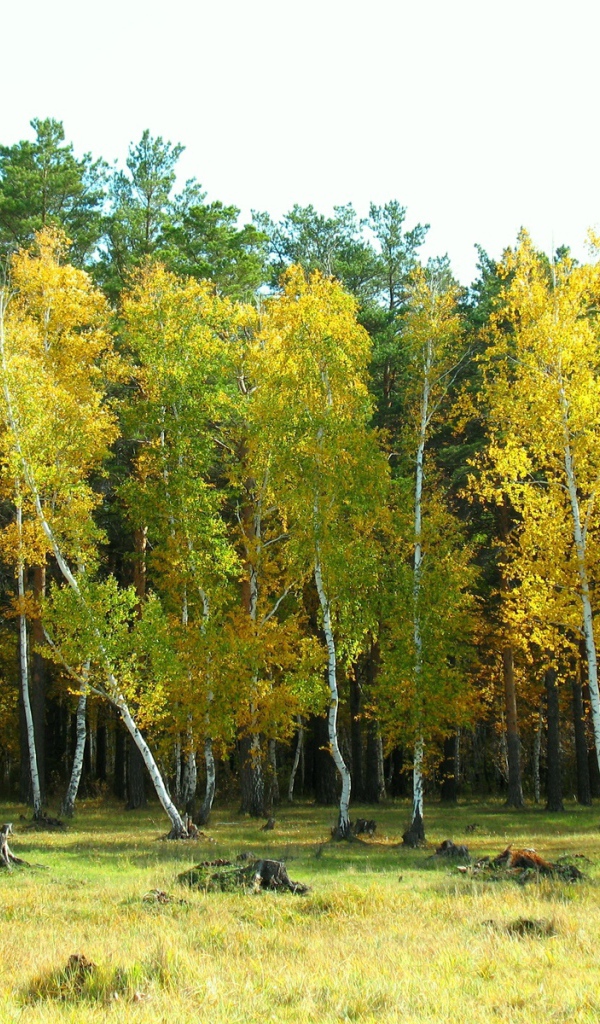 The birch forest of