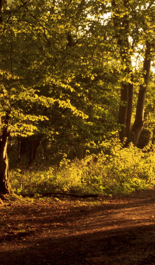 Забор на дороге