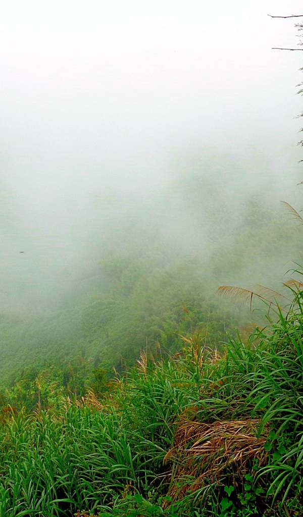 Лес в утреннем тумане