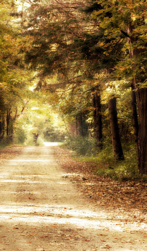 Дорога в дремучем лесу