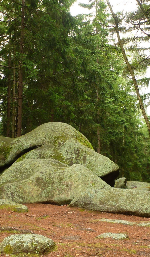The stones on the edge of the forest