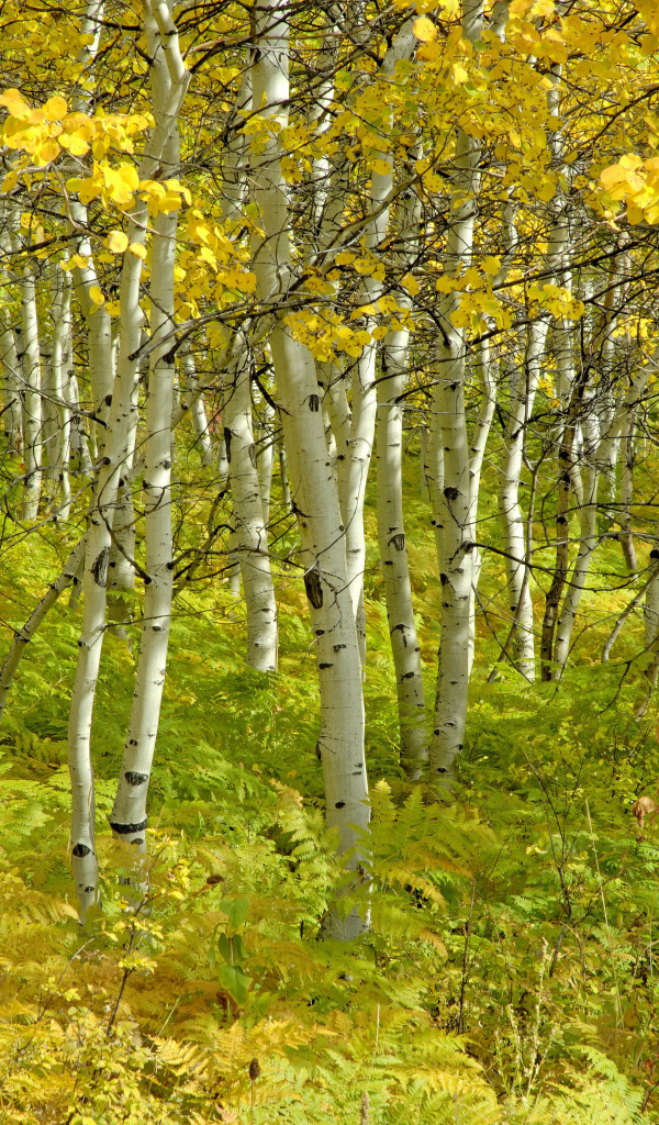 Тонкие стволы берез
